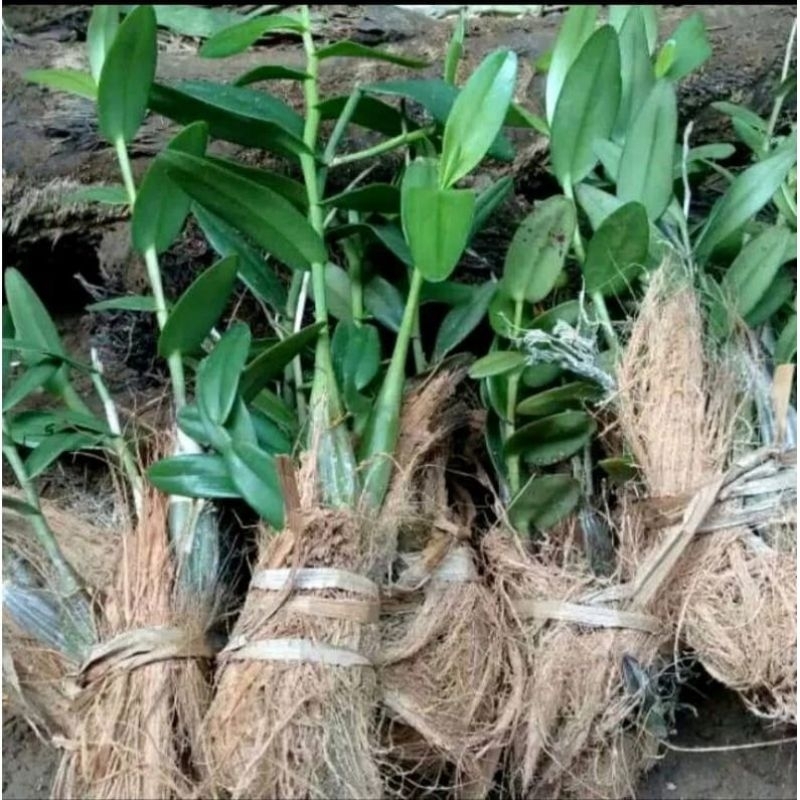 tanaman hias anggrek merpati / bunga anggrek merpati / bibit tanaman anggrek merpati