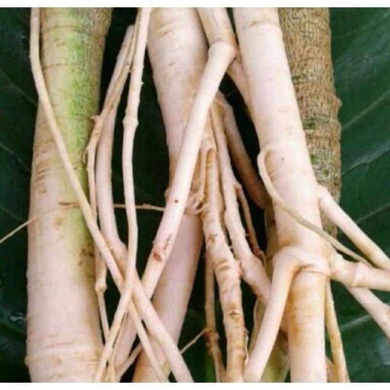 

500 gram akar pepaya jantan segar / akar tanaman pepaya jantan