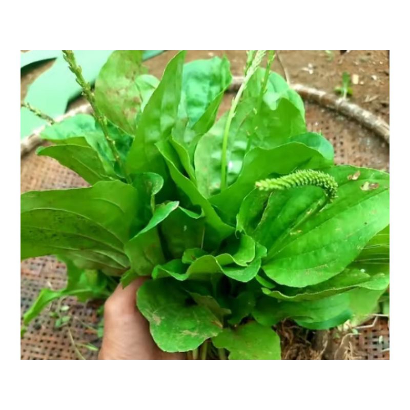 

Daun ki urat/daun sendok 500gr