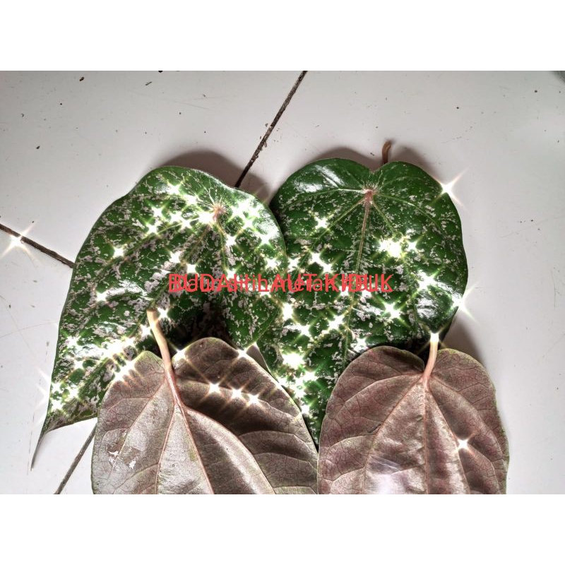

Daun sirih merah fresh | Daun sirih merah fresh | 1pcs (30 lembar)