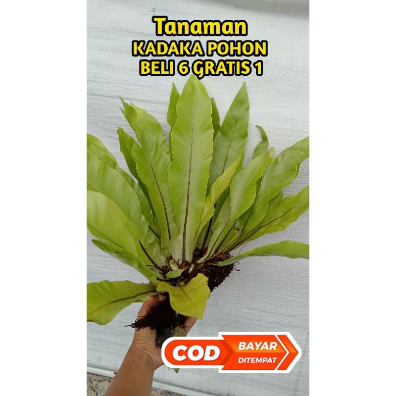 TANAMAN KADAKA POHON / TANAMAN KADAKA / KADAKA HUTAN / KADAKA GANTUNG / TANAMAN HIAS KADAKA