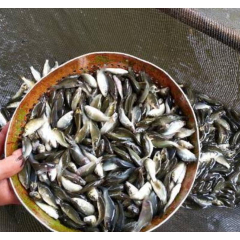 Bibit Ikan Mas Pembesaran - Ikan Emas Konsumsi
