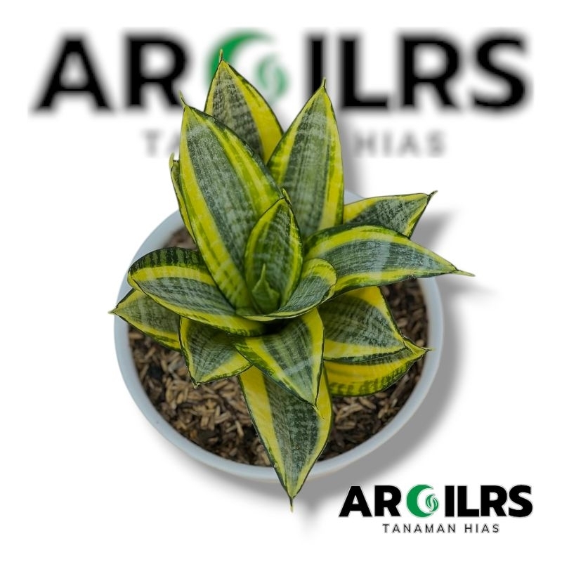 ( BISA BAYAR DI TEMPAT ) Tanaman hias sensivera golden honey + pot - Sensivera golden honey - sensiv