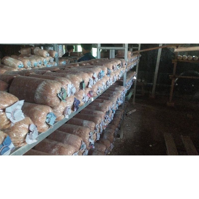 

Baglog jamur tiram putih