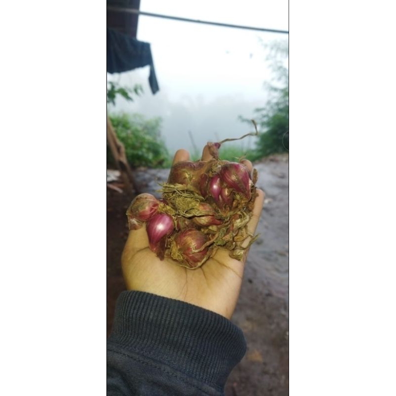 

BAWANG MERAH 1KG