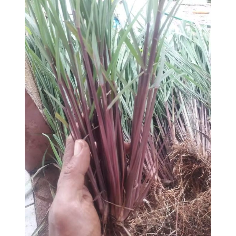 Sereh merah asli / sereh merah segar