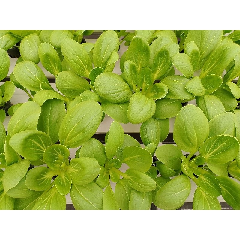 

Pakcoy Hidroponik Greenhouse per 250gr