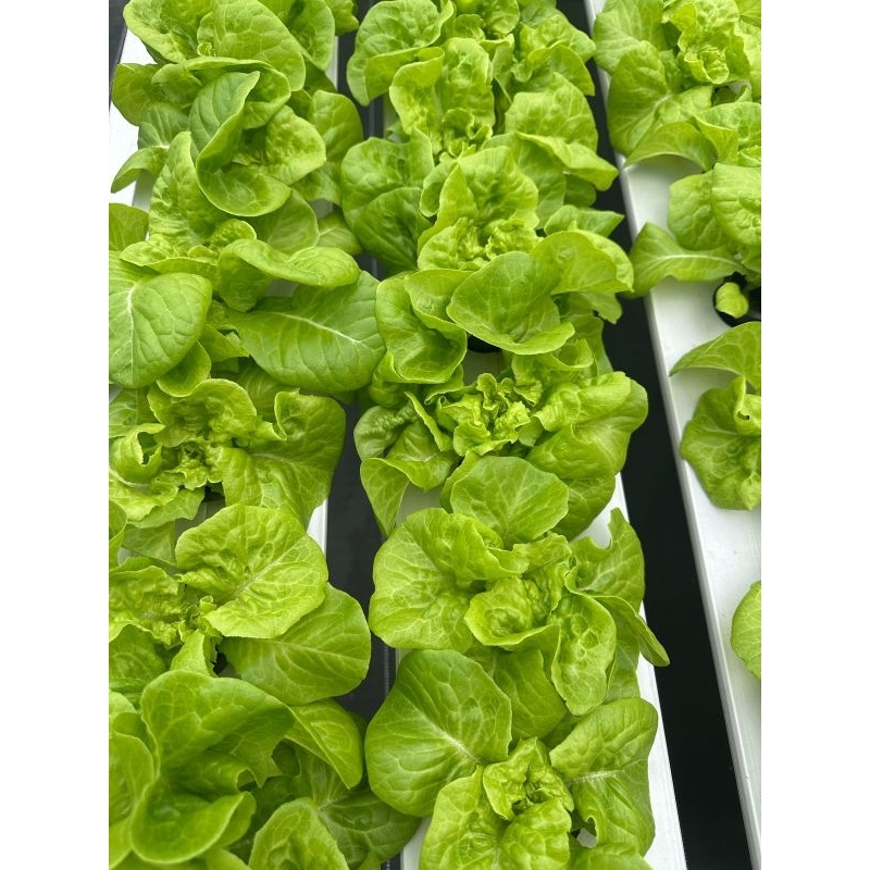

Selada Keriting Hidroponik Greenhouse per 250gr
