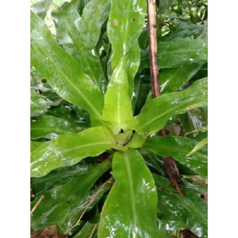 

daun bakung herbal patah tulang isi 10 lembar