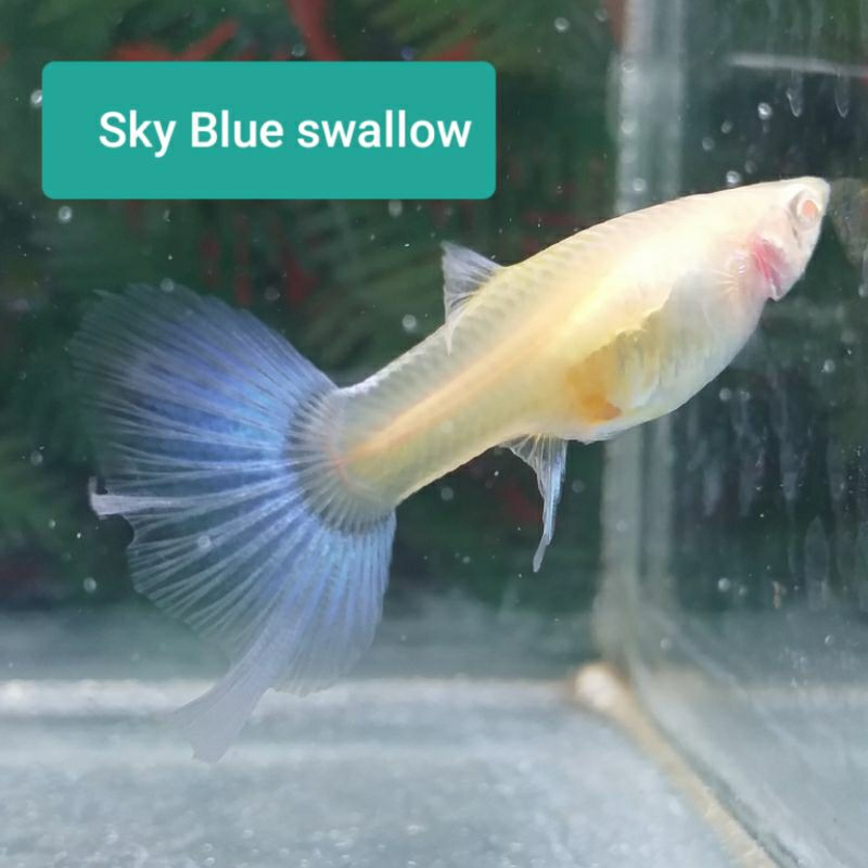 hiasan akuarium Guppy SKY BLUE ekor Swallow