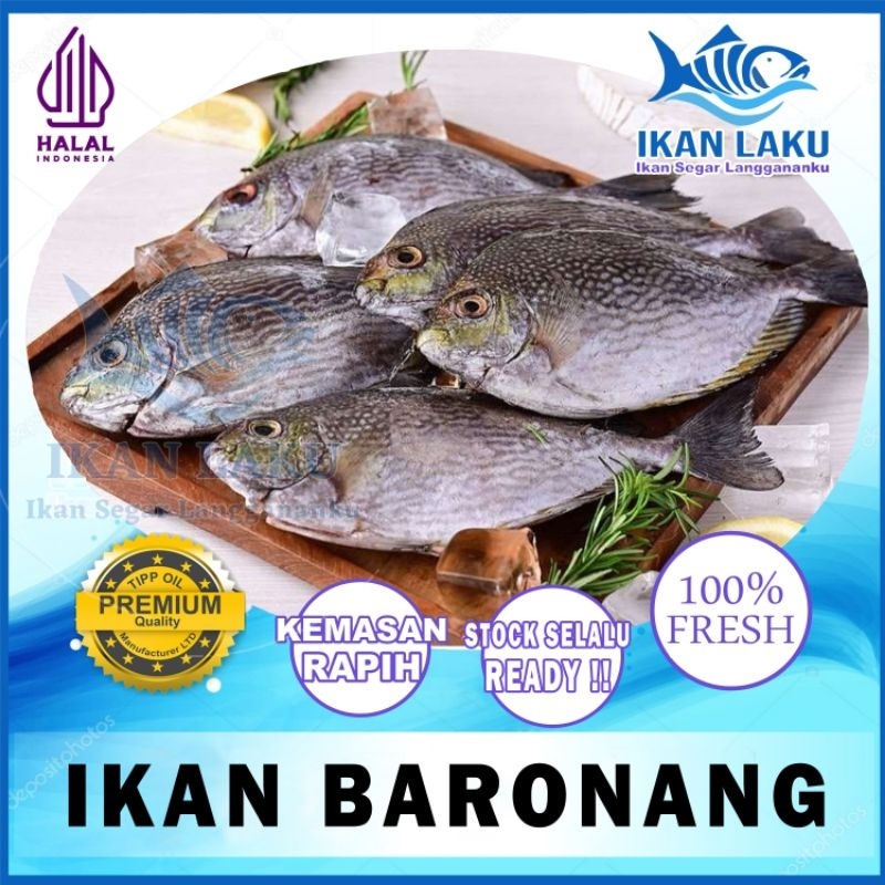 

IKAN BARONANG PREMIUM FRESH TERMURAH BERGARANSI IKAN LAKU IKAN SEGAR IKAN BEKU