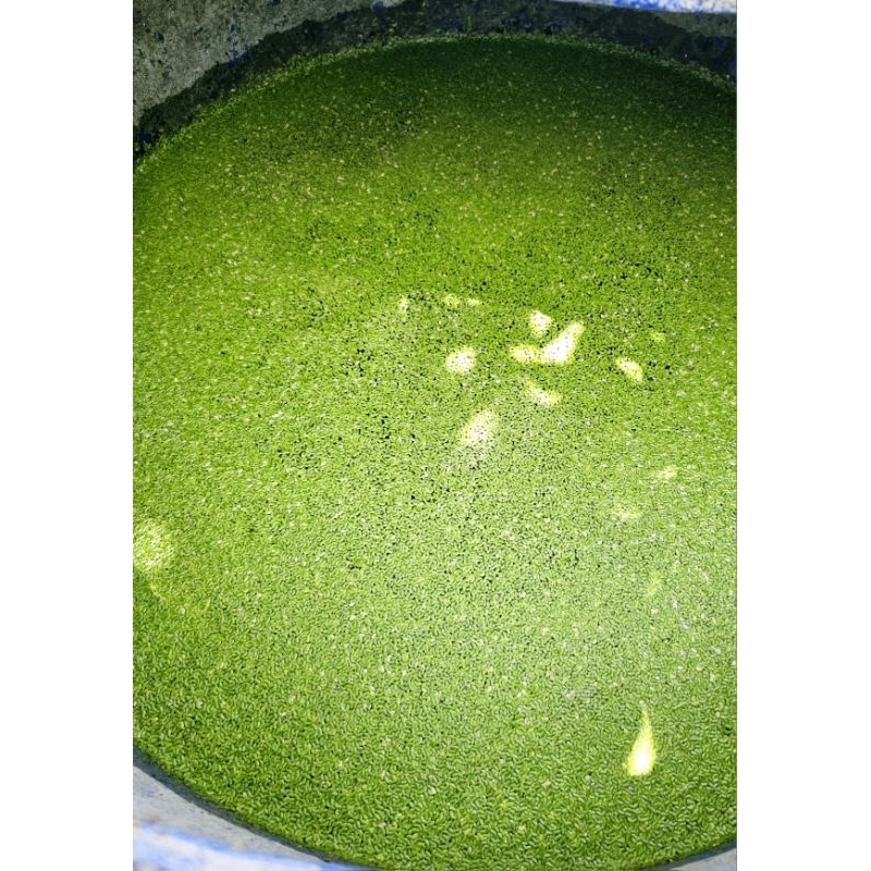 90 gram BIANG PAKAN ALTERNATIF PROTEIN TINGGI MATA LELE/LEMNA