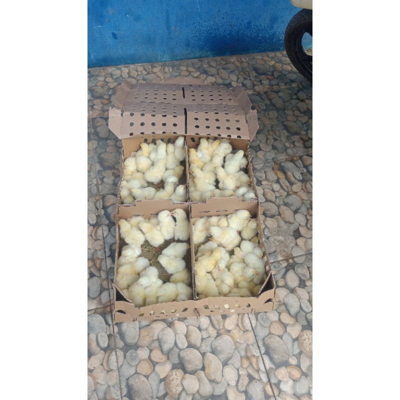 DOC AYAM BROILER / PEDAGING MANDIRIAN GRADE A