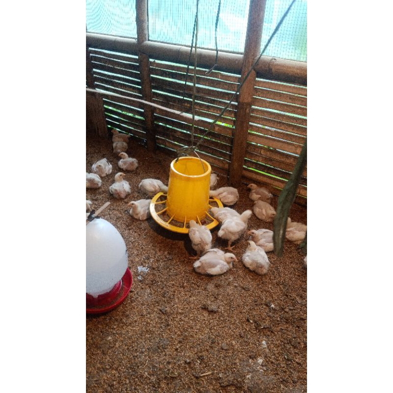 

AYAM BROILER 500 GRAM