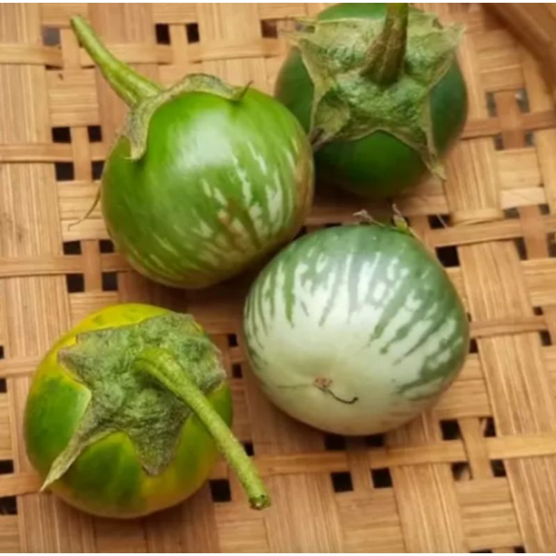 

Sayur Terong Lalap Segar ½kg - 500gram / Terong Bulat Segar ½kg - 500gram / Terung Lalap Segar ½kg - 500gram