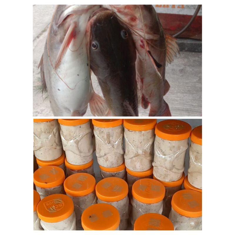 umpan ikan kucur burakok