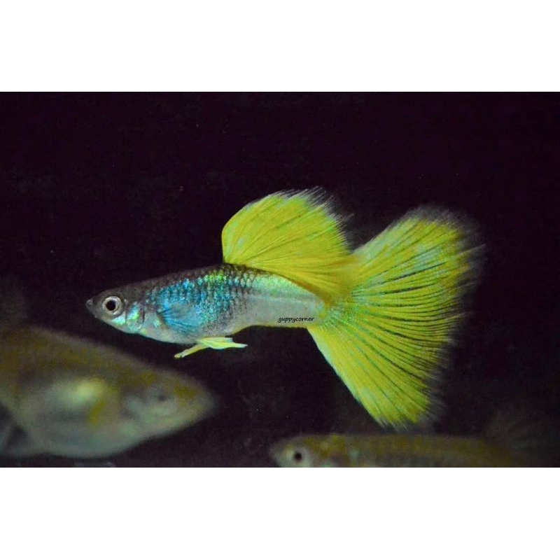 Hiasan Aquarium Ikan Guppy Metal Yellow Pingu Sepasang Indukan