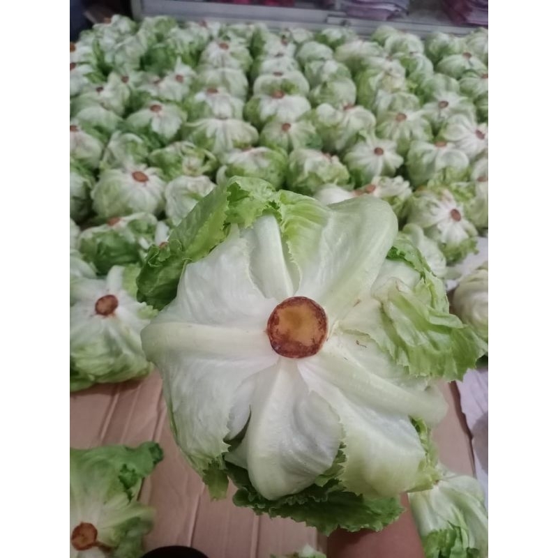 

Sayur Lettuce