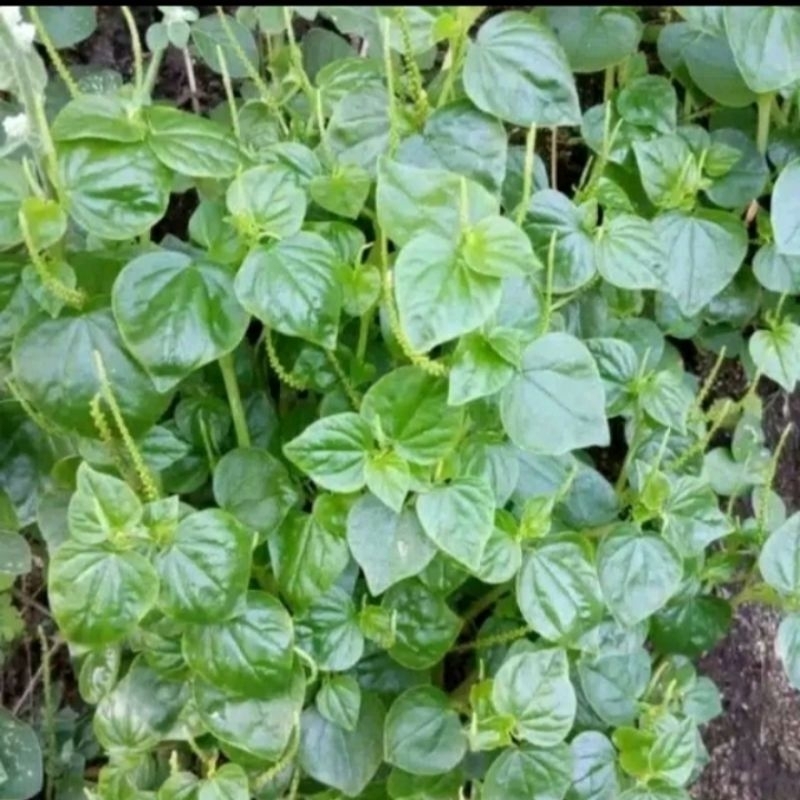 

Sirih cina tumpang air herbal 250 gram