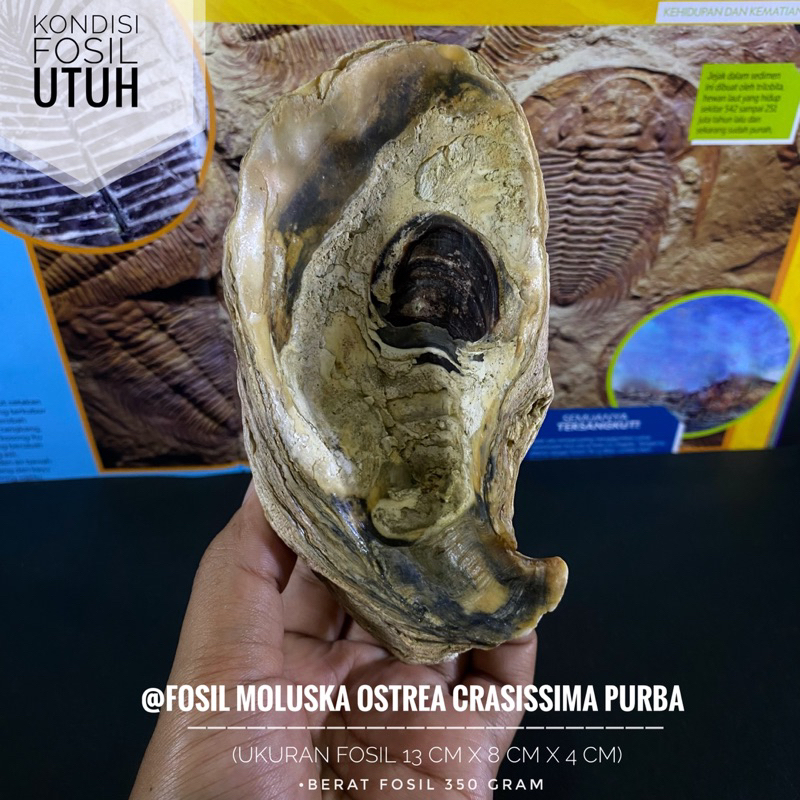 Fosil Moluska Ostrea Crasissima Purba C23 atau Fossil Molusca atau Fosil Kerang atau Fosil Biota Lau