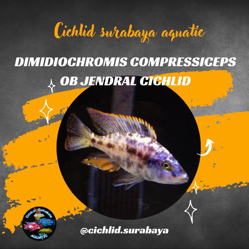 OB jendral cichlid
