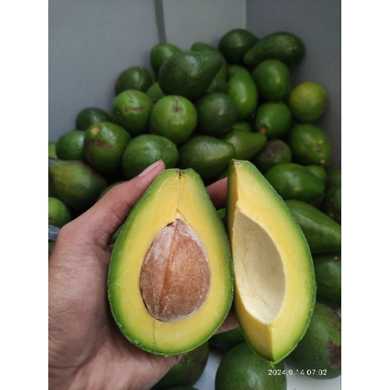 

ALPUKAT MENTEGA MEDIUM GISTING LAMPUNG