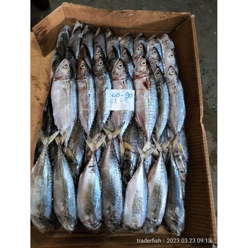 

Kembung Banjar Frozen fresh isi 12/15 1kg
