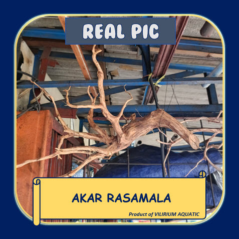 DEKORASI AQUASCAPE - AKAR RASAMALA / KAYU RASAMALA / RANTING RASAMALA (SIZE L) BARANG SORTIRAN