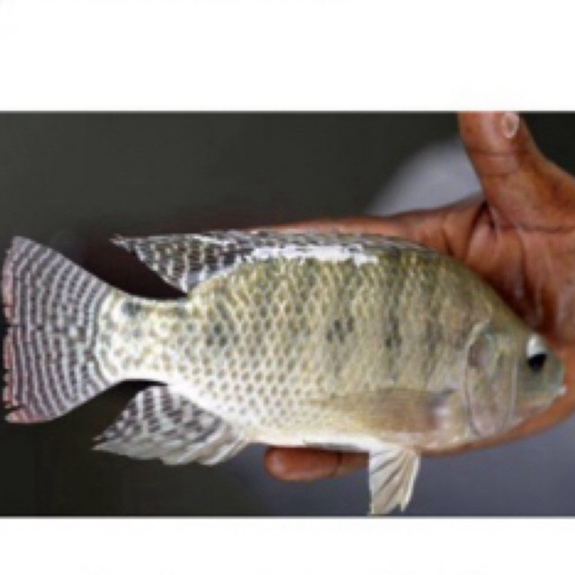 Bibit ikan mujaer size 4 jari sehat berkwalitas