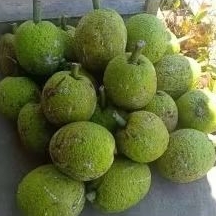 

Sukun 1 Buah