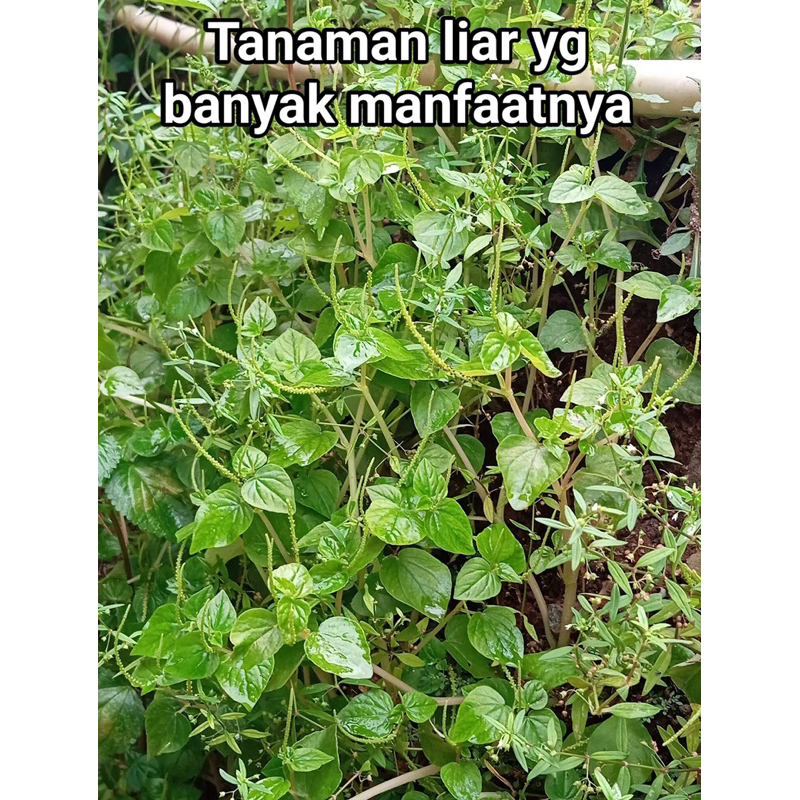 

daun sirih cina segar dipetik saat di pesan 250g