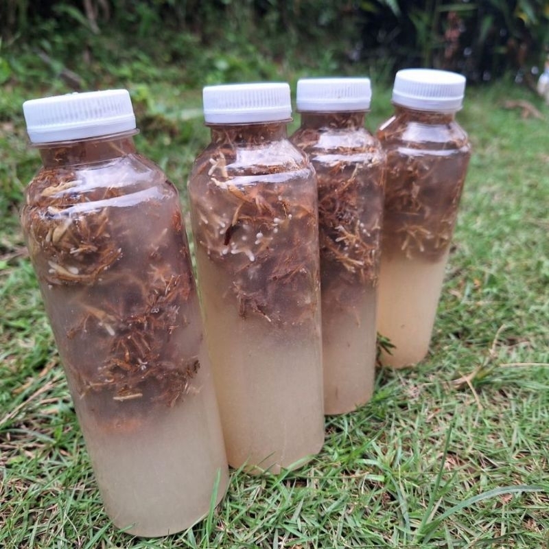 

jamur jakaba super 500 ml original