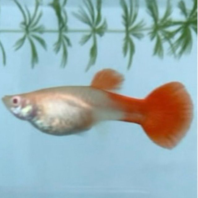 Sepasang Ikan Guppy Albino Koi Reject/Afkir (Kepala Tidak Merah) Genetik Red Ear
