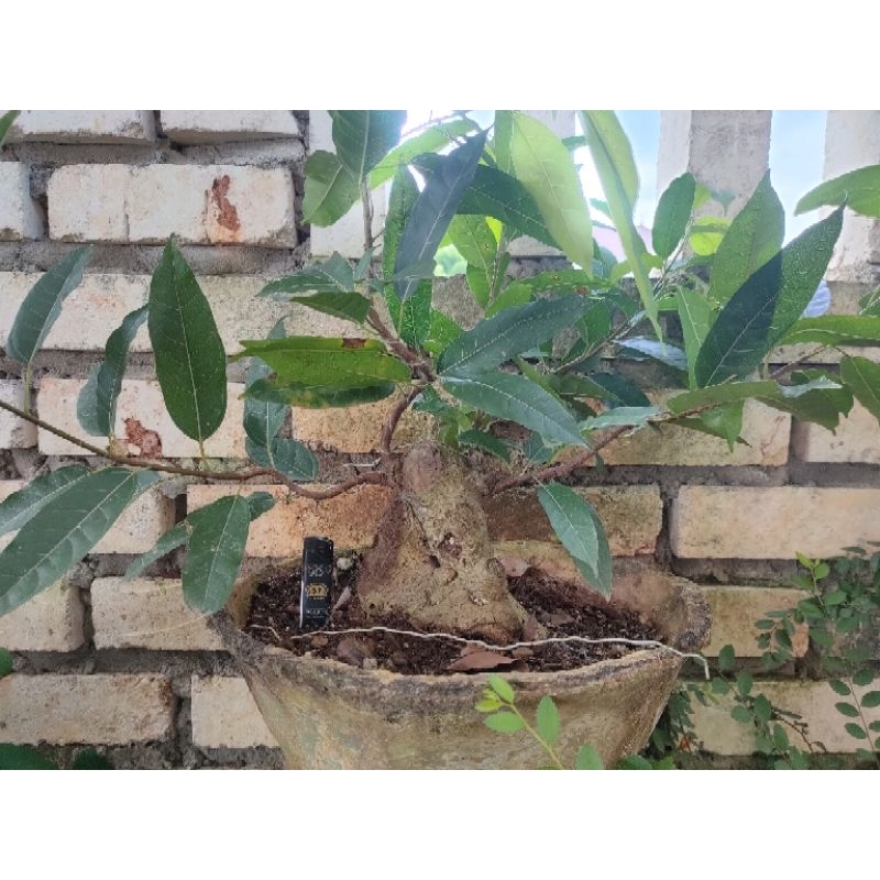 Bahan Bonsai Bunut