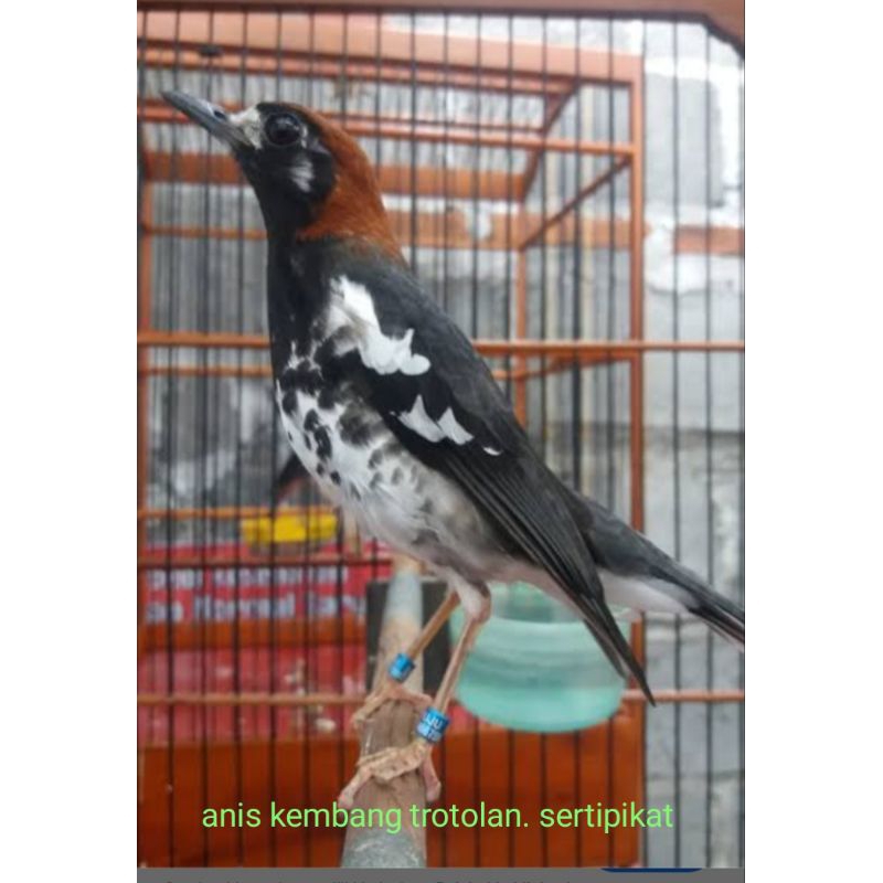 KL anis kembang trotolan sertipikat