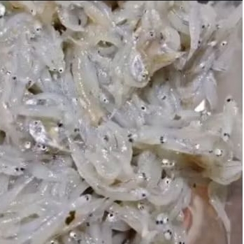 

ikan teri nasi basah 1000 gram murah banget