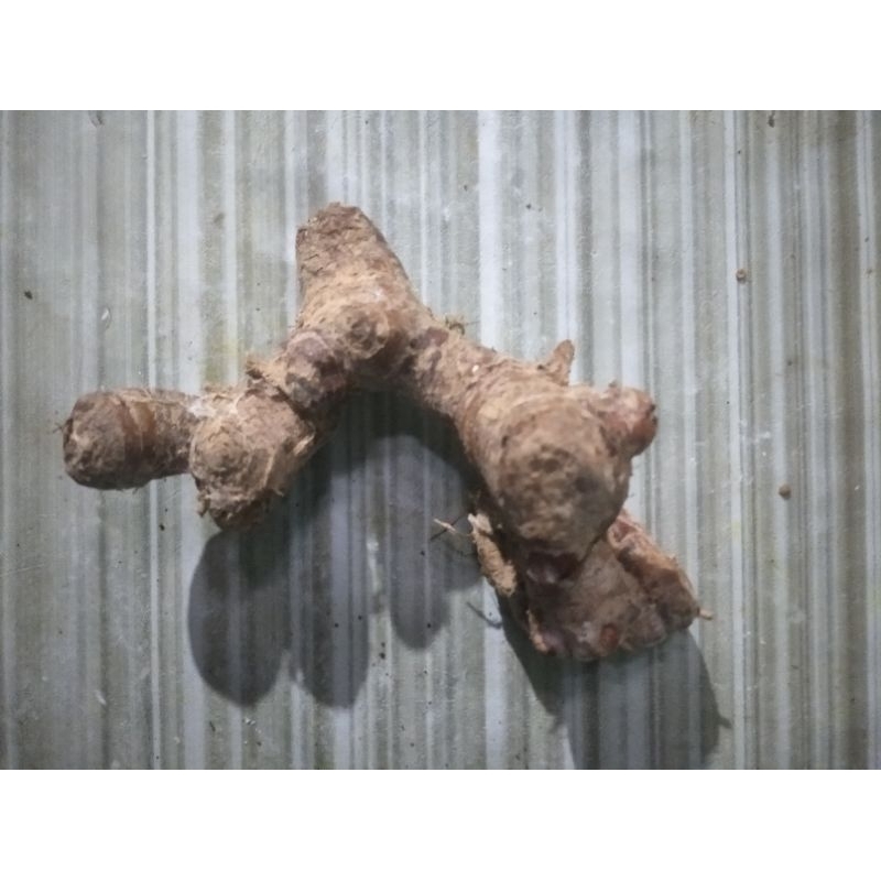 

Lengkuas Laos Bumbu Rempah Segar 1 bungkus