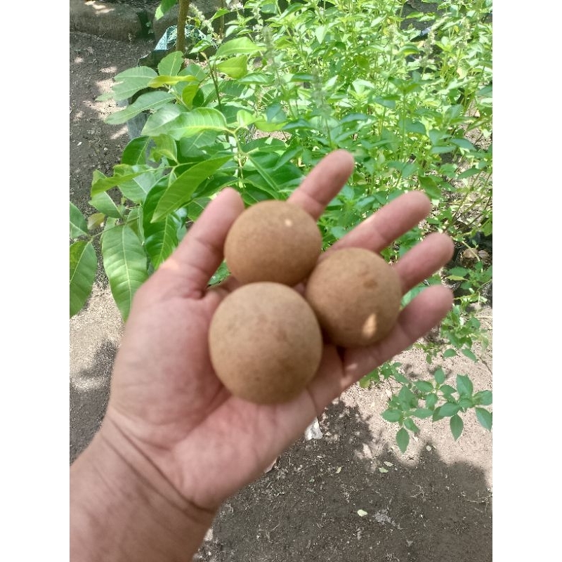 

Buah Kepel yang langka dan banyak manfaat untuk kesehatan berat 1 kg dipetik langsung jika ada pesanan