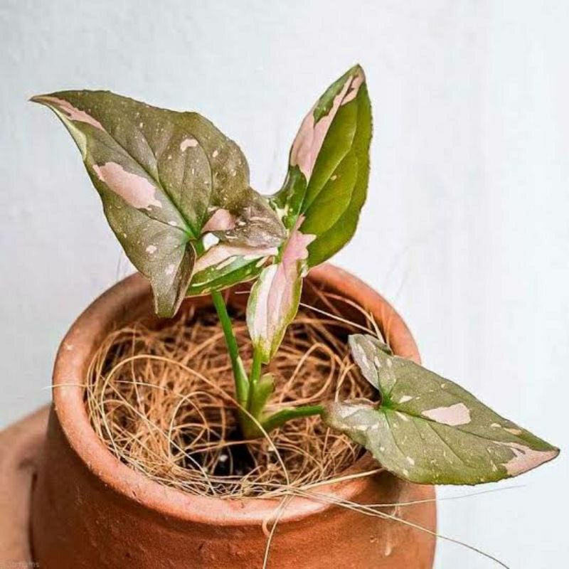 Tanaman hias syngonium pink splash - pohon syngonium pink splash