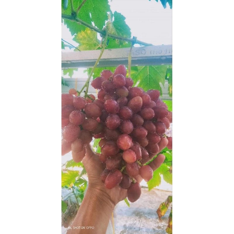 

Bibit anggur import ninel tinggi 40-60cm