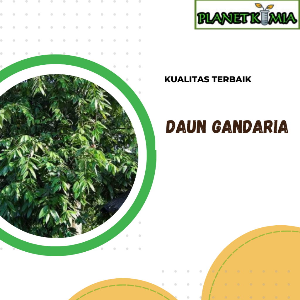 

ekstrak daun gandaria best product