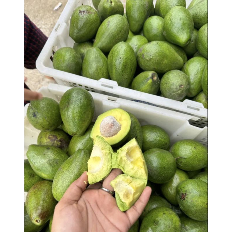 

alpukat mentega