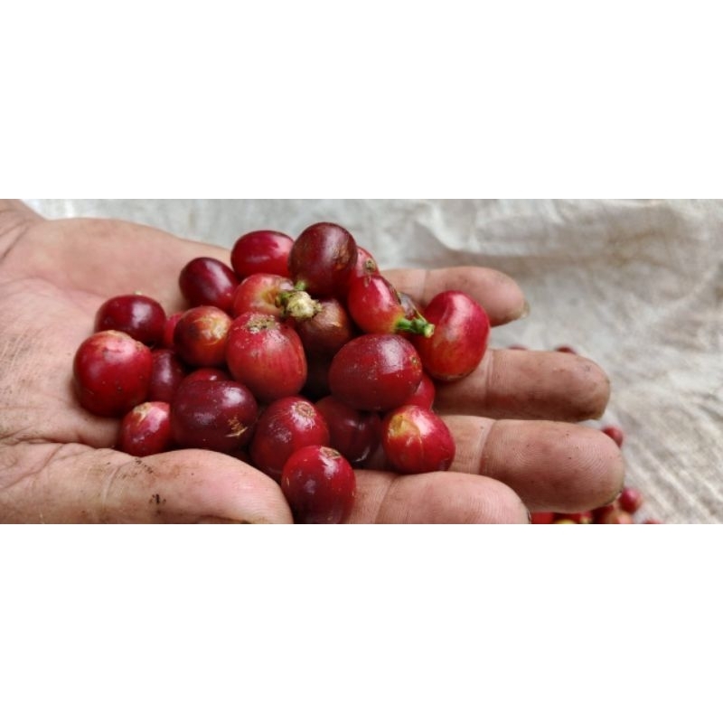 

biji ceri merah kopi arabika super segar 1kg