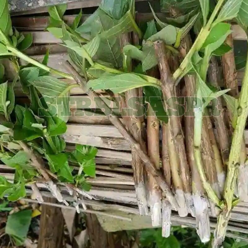 bahan stek batang jambu biji per 25 batang_batang muda/batang kecil