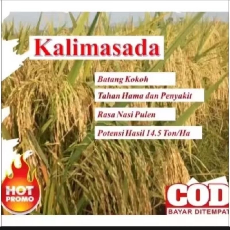 BENIH PADI KALIMASADA KEMASAN 5KG