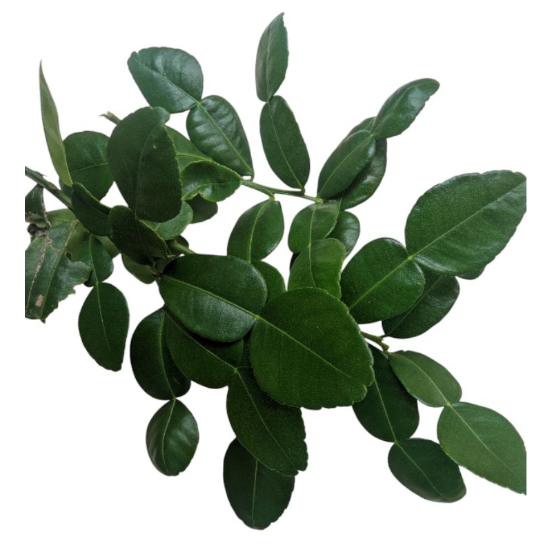 

Daun Jeruk Purut Fresh 100/250 gram