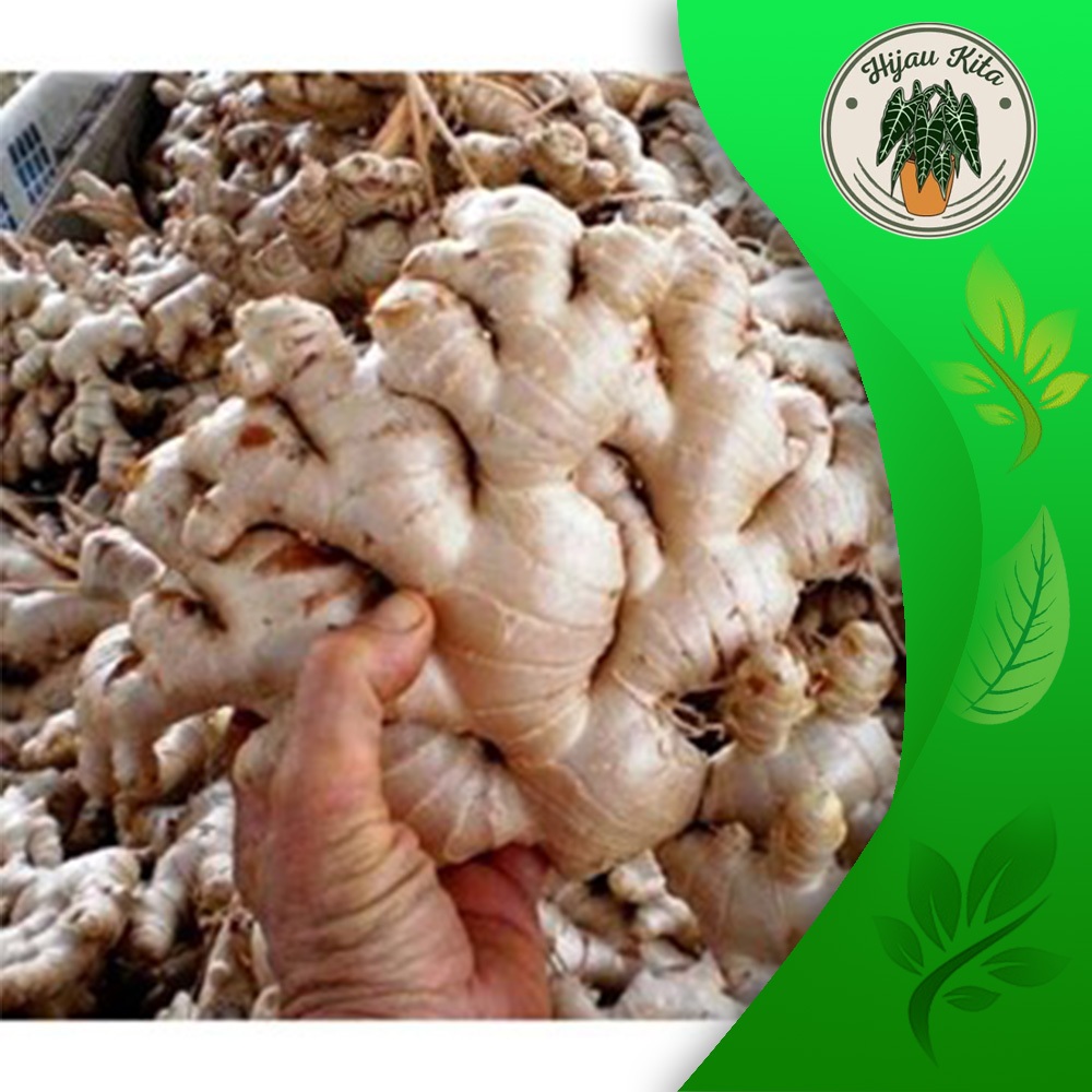 

Jahe Putih/jahe gajah Segar super 500 gram