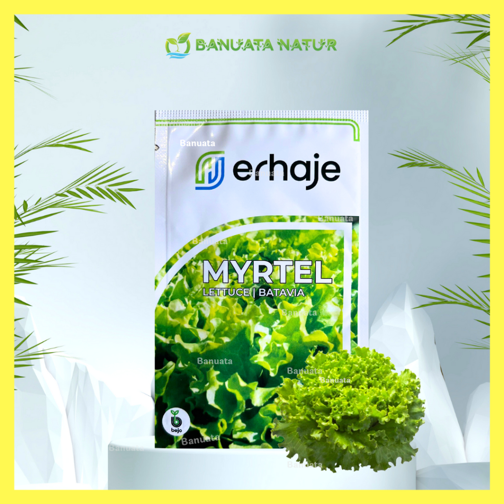 Benih Bibit Selada Bejo Myrtel 1 gram Import Belanda  Berkualitas Banuata