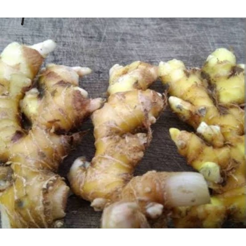 

Lempuyang Segar Rempah Herbal - LADANG BERTUMBUH