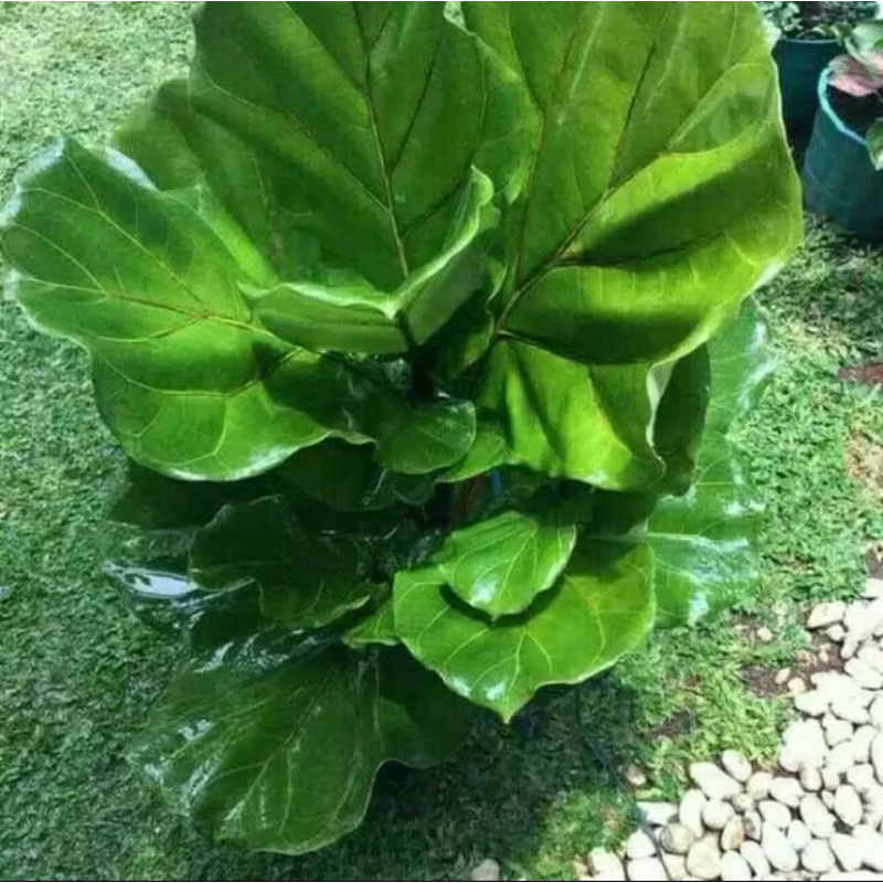 tanaman ketapang biola berdaun rimbun besar tinggi 1 meter